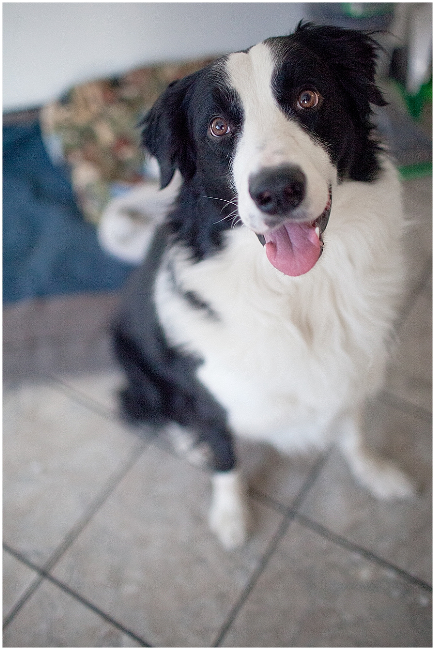 Roper the Border Collie