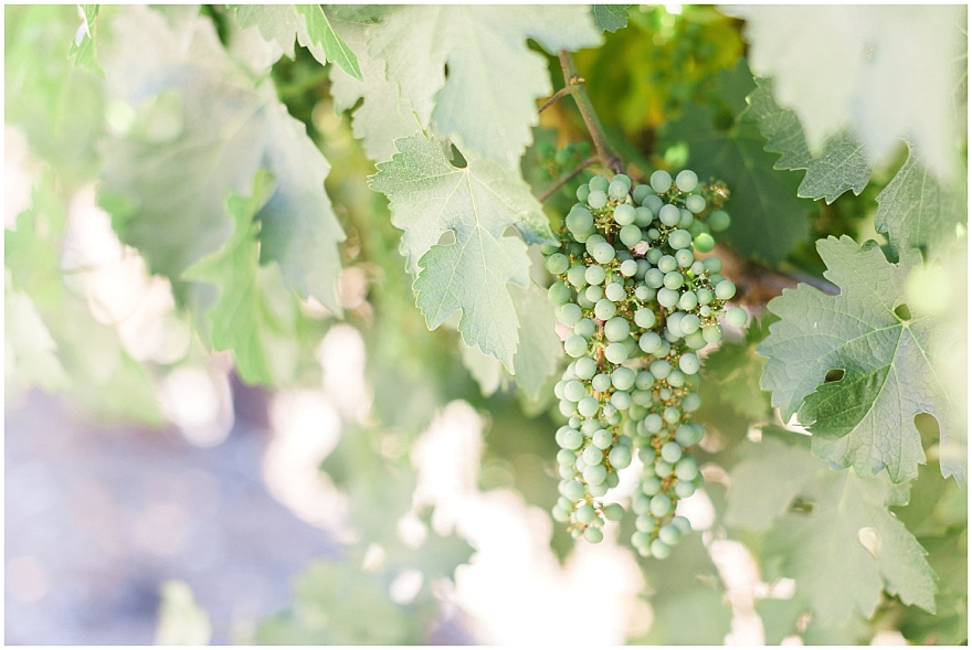 Martin Ranch Winery Engagement Session