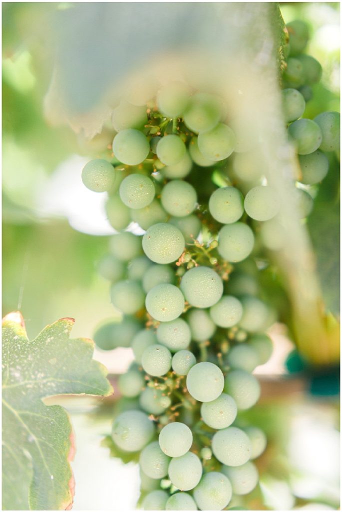 Martin Ranch Winery Engagement Session